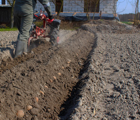 A man is a farmer working on the land. Spring field work. Planting potatoes. Hand tractor.