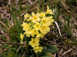 Schl&uuml;sselblume auf einer Naturwiese im Fr&uuml;hling 