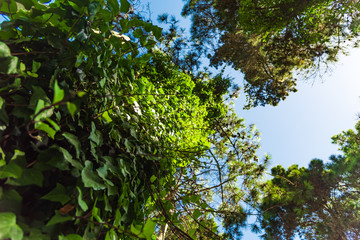 A tree from down side with a blue sky