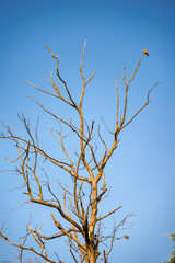 Tree without leaves with a bird perched on one of its branches in front of a clear sky