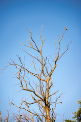 Tree without leaves with a bird perched on one of its branches in front of a clear sky