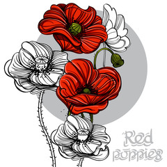 Hand drawn red poppies. Floral design element. Vector illustration for posters, banners, greeting cards and other items.