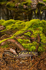Spotted Salamander (Ambystoma maculatum)