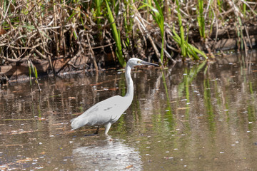 泉自然公園のコサギ　千葉県千葉市若葉区
