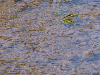 Bergeronnette, bec dans l'eau