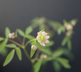 Obraz premium Thalictrum x Nishiki Karamatsu