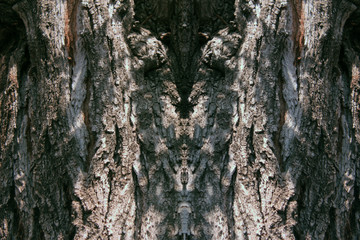 Tronco de un árbol que forma figuras