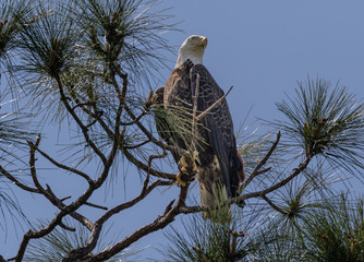 Eagle on Guard