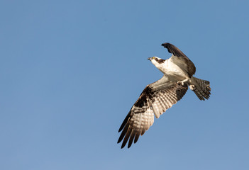 osprey in flight