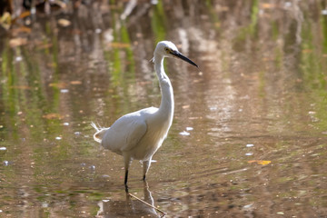 泉自然公園のコサギ　千葉県千葉市若葉区