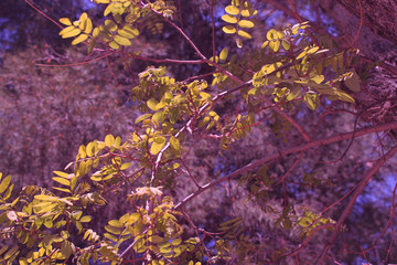 Ramas de árbol en parque 