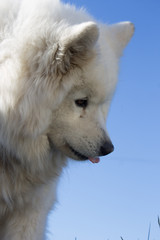 Samoyedo