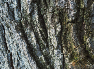 Texture of old dried tree and its bark