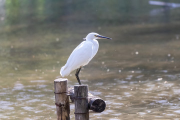 泉自然公園のコサギ　千葉県千葉市若葉区