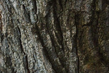 Texture of old dried tree and its bark