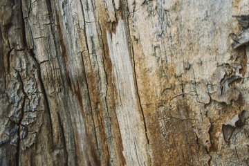 Texture of old dried tree and its bark