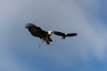 Adult Bald Eagle Preparing to dive for a fish