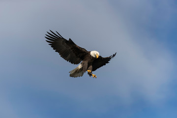 Adult Bald Eagle Preparing to dive for a fish