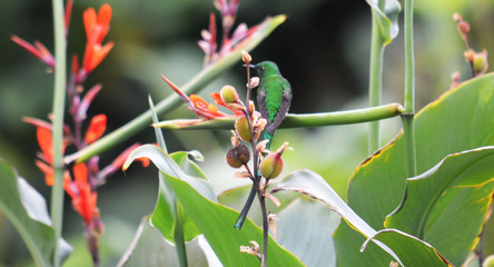 Colibri