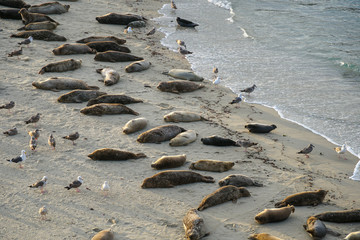 Sea lions & seals napping on a cove under the sun at La Jolla, San Diego, California. The beach is closed from December 15 to May 15 because it has become a favorite breeding ground for seals.
