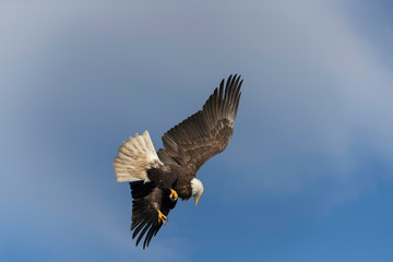 Adult Bald Eagle Preparing to dive for a fish