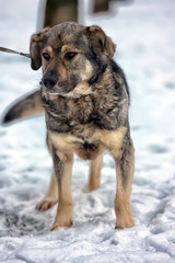 gray haired dog mongrel in winter on a leash