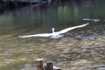 泉自然公園のコサギ　千葉県千葉市若葉区