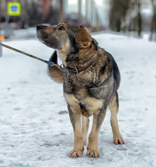 gray haired dog mongrel in winter on a leash