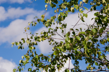 Fototapeta premium Branch of birch with green and yellow leaves on the background with blue sky. Early autumn 