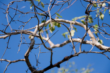 Branch of birch with green and yellow leaves on the background with blue sky. Early autumn 