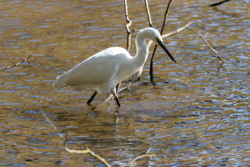 泉自然公園のコサギ　千葉県千葉市若葉区