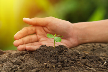 Hand protect small tree or seedling of big tree that grow on soil metaphor Planting tree, Reforesting, Sustainability and Development.
