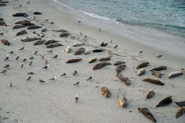Sea lions & seals napping on a cove under the sun at La Jolla, San Diego, California. The beach is closed from December 15 to May 15 because it has become a favorite breeding ground for seals.