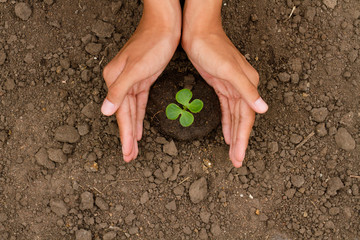 Clover sprout on soil is protected by hand of young man