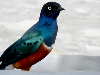 blue bird