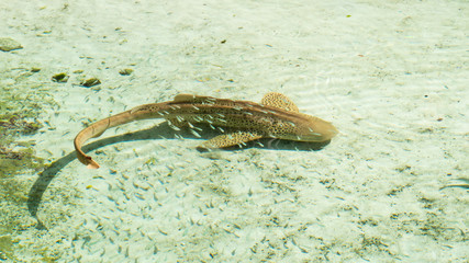 Small brown shark surrounded by a lot of small fishes during a beautiful sunny day in the Bahamas.