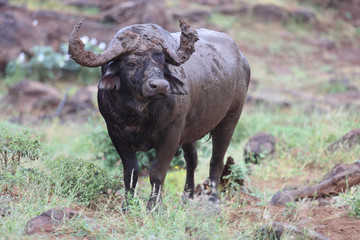 Kaffernb&uuml;ffel / Buffalo / Syncerus caffer