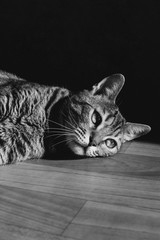 Naklejka premium Bengal cat lies on the floor. Black and white portrait. Sad, thoughtful face