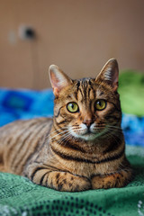 striped half-breed Bengal cat lies on the sofa and looks into the camera.