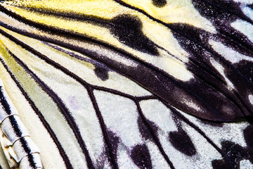 Butterfly wing texture, close up of detail of butterfly wing for background
