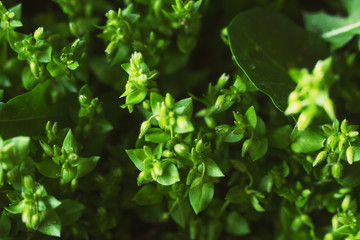 Spring flowers, young shoots of plants and trees