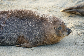 Sea lions & seals napping on a cove under the sun at La Jolla, San Diego, California. The beach is closed from December 15 to May 15 because it has become a favorite breeding ground for seals.