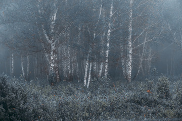 Fototapeta premium Fairy misty forest