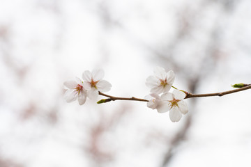 Cherry blossom in spring for background or copy space for text