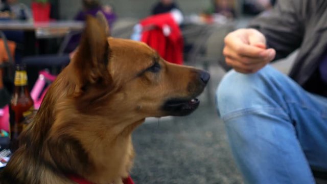 Man Feeding His Dog With Pizza Pie In The City