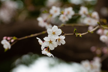 Cherry blossom in spring for background or copy space for text