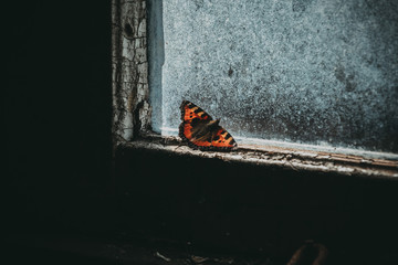 Butterfly woke up after winter