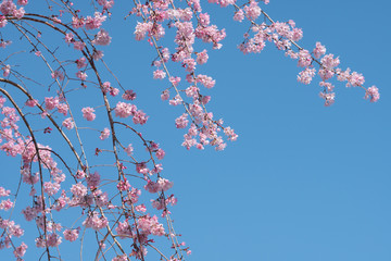 Cherry blossom in spring for background or copy space for text