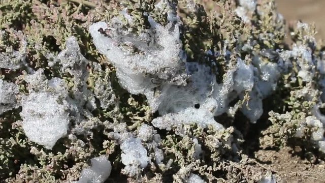 Sea foam on the bushes of halophytes on the shore of the sea. Walking along the sea on a windy day and observing nature, meditation, naturalistic philosophy