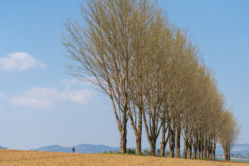 Markante Baumreihe ohne Blätter